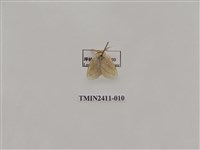 藏品(灰雙線刺蛾)的圖片